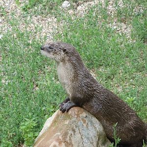 North American River Otter