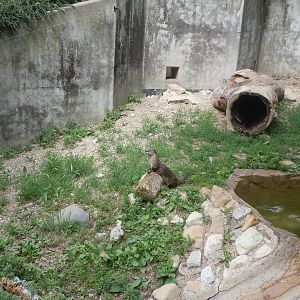 North American River Otter exhibit