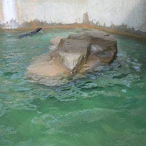 California Sea Lion exhibit.