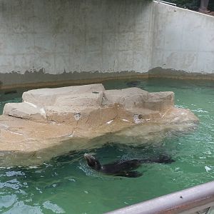 California Sea Lion Exhibit.