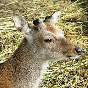 Sika at De Paay, 02/06/12