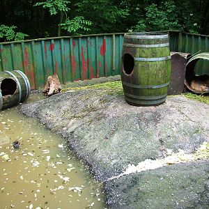 Coypu Exhibit at De Paay, 02/06/12