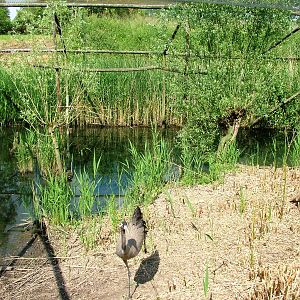 Common Crane Aviary at De Paay, 02/06/12