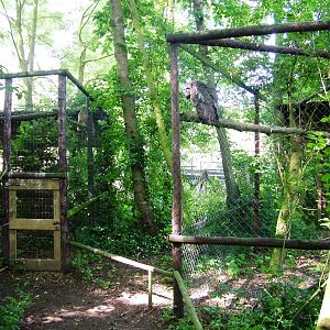 Owl Aviaries at De Paay, 02/06/12