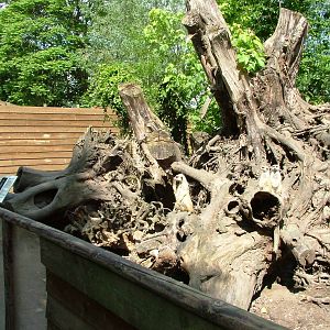 Meerkat Exhibit at De Paay, 02/06/12