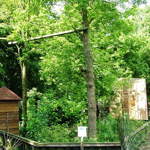 Binturong Exhibit at De Paay, 02/06/12
