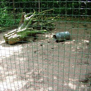 Fox Enclosure at De Paay, 02/06/12