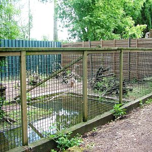 Capybara Exhibit at De Paay, 02/06/12