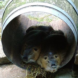 Barrel o' Coypu at De Paay, 02/06/12