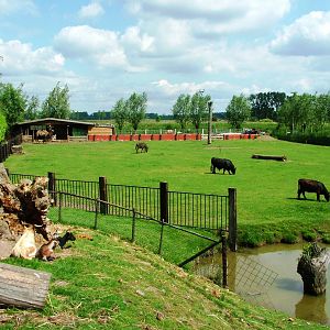 Domestic Animal Paddock at De Paay, 02/06/12