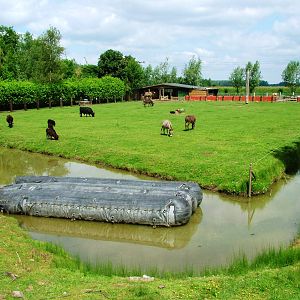 Domestic Animal Paddock at De Paay, 02/06/12