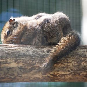 Swinhoe's Striped Squirrel at De Paay, 02/06/12