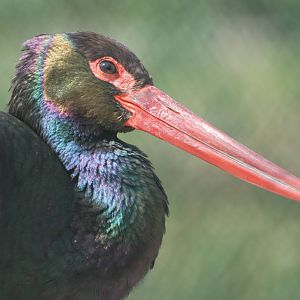Black Stork at De Paay, 02/06/12