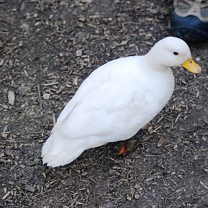 Domestic Duck at De Paay, 02/06/12