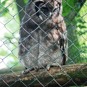 Milky Eagle Owl at De Paay, 02/06/12