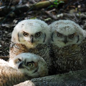 Great Horned Owl Chicks at De Paay, 02/06/12