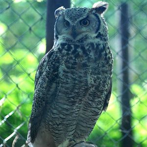 Great Horned Owl at De Paay, 02/06/12