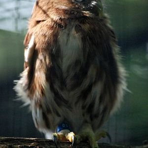 Ferruginous Pygmy Owl at De Paay, 02/06/12