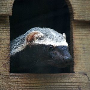 Greater Grison at De Paay, 02/06/12