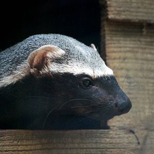 Greater Grison at De Paay, 02/06/12