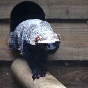 Greater Grison at De Paay, 02/06/12