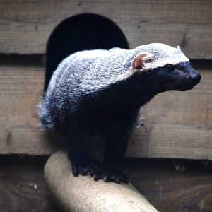 Greater Grison at De Paay, 02/06/12