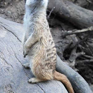 Meerkat at De Paay, 02/06/12