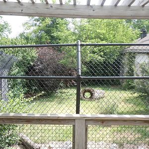 New Guinea Singing Dog Exhibit