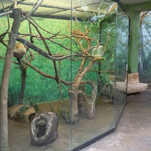 Two-toed sloth and Callimico exhibit
