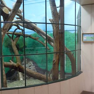 Eurasian Red Squirrel Exhibit