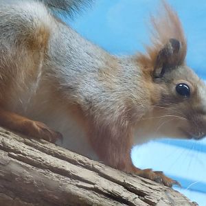 Eurasian Red Squirrel