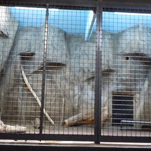 Sun Bear Indoor Exhibit