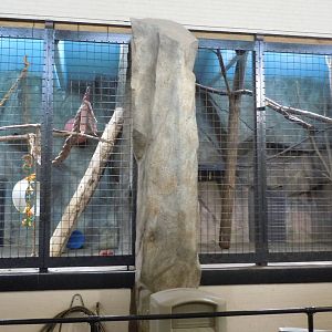 Muellers Gibbon Indoor Exhibit