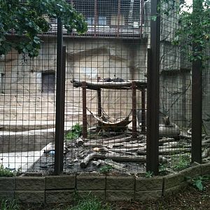 Sun Bear outdoor exhibit