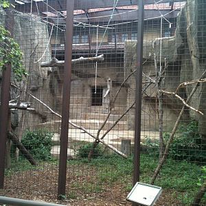 Muellers Gibbon outdoor exhibit