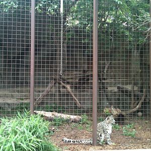 Snow Leopard Exhibit