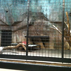Sumatran Tiger Indoor Exhibit