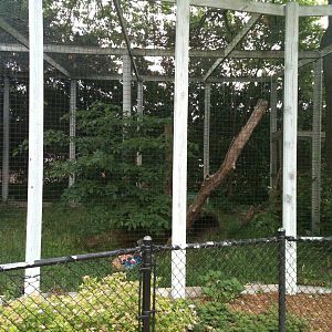 Bobcat Exhibit