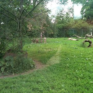 Red Wolf Exhibit