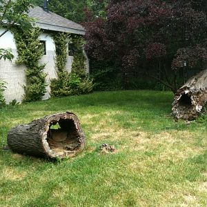 new guinea singing dog exhibit.