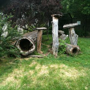 new guinea singing dog exhibit