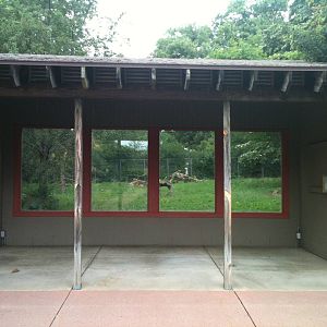 Red Wolf Viewing Windows