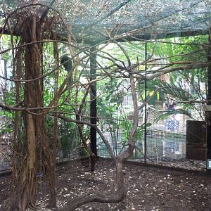 White-faced Saki and Yellow-Footed Tortoise