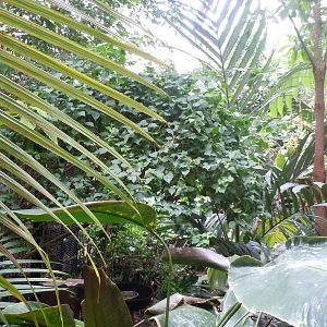 Journey to the Rainforest Exhibit-free flight bird area.