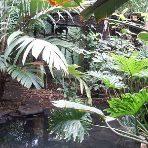 Journey to the Rainforest