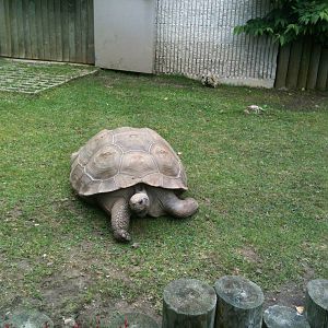 Galapagos Tortoise