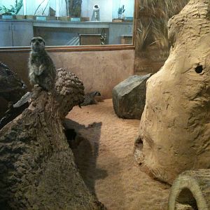Meerkat exhibit.