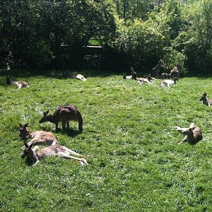 Part of the Kangaroo Exhibit.