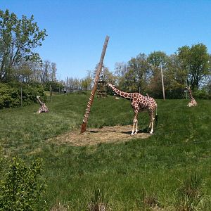 Giraffe Exhibit