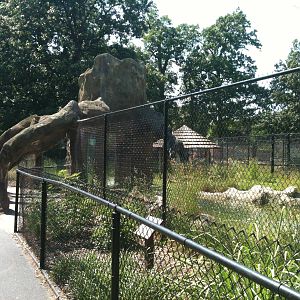 Giant Anteater Exhibit